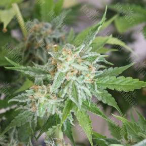Каннабис тұқымдары Vertigo feminised Ganja Seeds