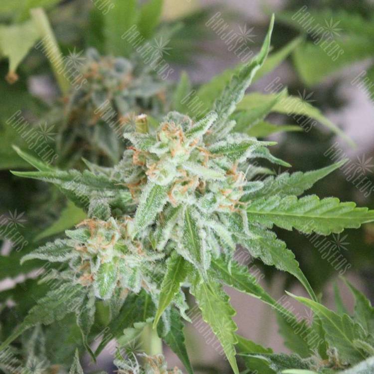 Каннабис тұқымдары Vertigo feminised Ganja Seeds