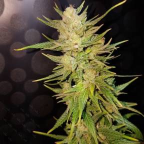 Тұқымдар Nefertiti feminised Ganja Seeds