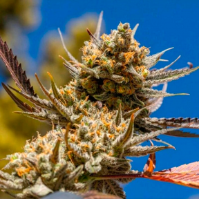 Тұқымдар тұқымдары Rolling Frau feminised Ganja Seeds