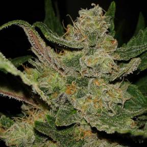 Каннабис тұқымдары Hindu Kush feminised Ganja Seeds