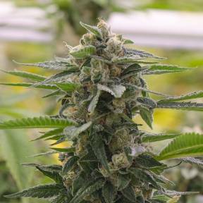 Argali feminised Bang Seeds