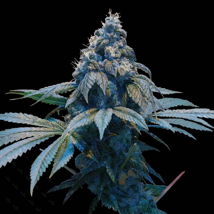 Каннабис тұқымдары Blue feminised Ganja Seeds
