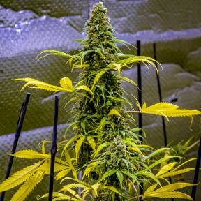 Каннабис тұқымдары AK 49 feminised Ganja Seeds