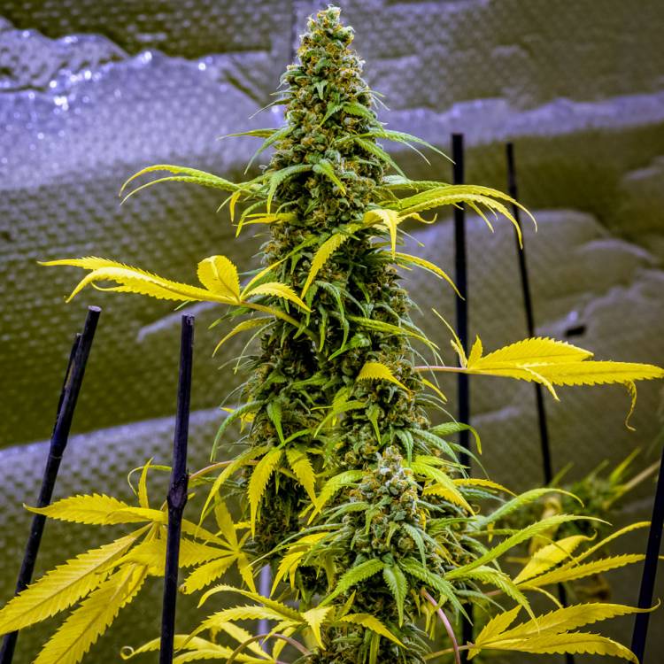 Каннабис тұқымдары AK 49 feminised Ganja Seeds