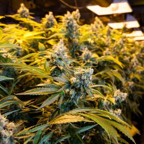 Каннабис тұқымдары Big Bud feminised Ganja Seeds