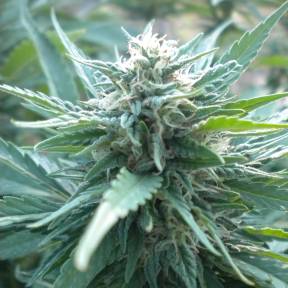 Тұқымдар тұқымдары AK 48 feminised Ganja Seeds