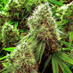 Каннабис тұқымдары Chronic feminised Ganja Seeds