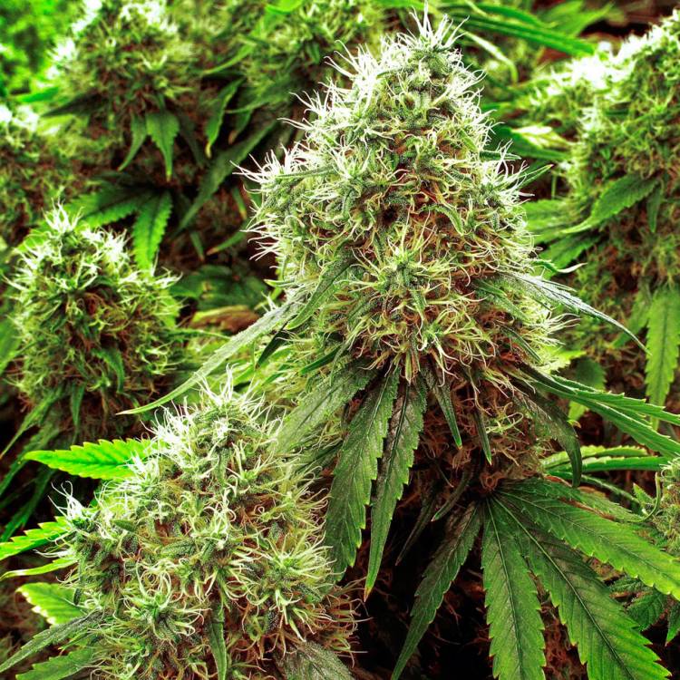 Каннабис тұқымдары Chronic feminised Ganja Seeds
