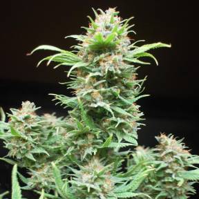 Тұқымдар Wembley feminised Ganja Seeds