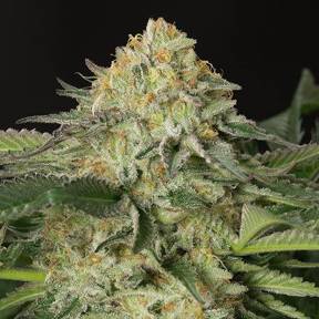 Марихуана тұқымдары Amnesia Lemon regular Ganja Seeds