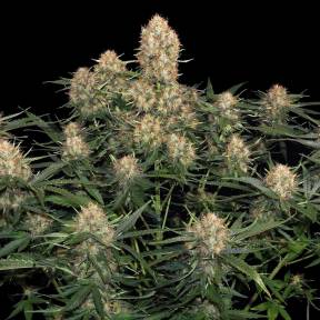 Тұқымдар тұқымдары Original Skunk feminised Ganja Seeds