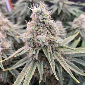 Auto Sweet Special regular Ganja Seeds