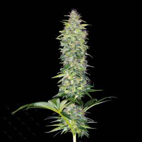 Тұқымдар тұқымдары Northern Lights x White Widow feminised Ganja Seeds