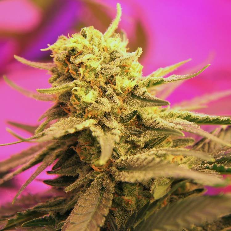 Auto California Orange feminised Ganja Seeds
