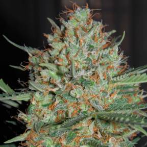Auto White Widow feminised Ganja Seeds