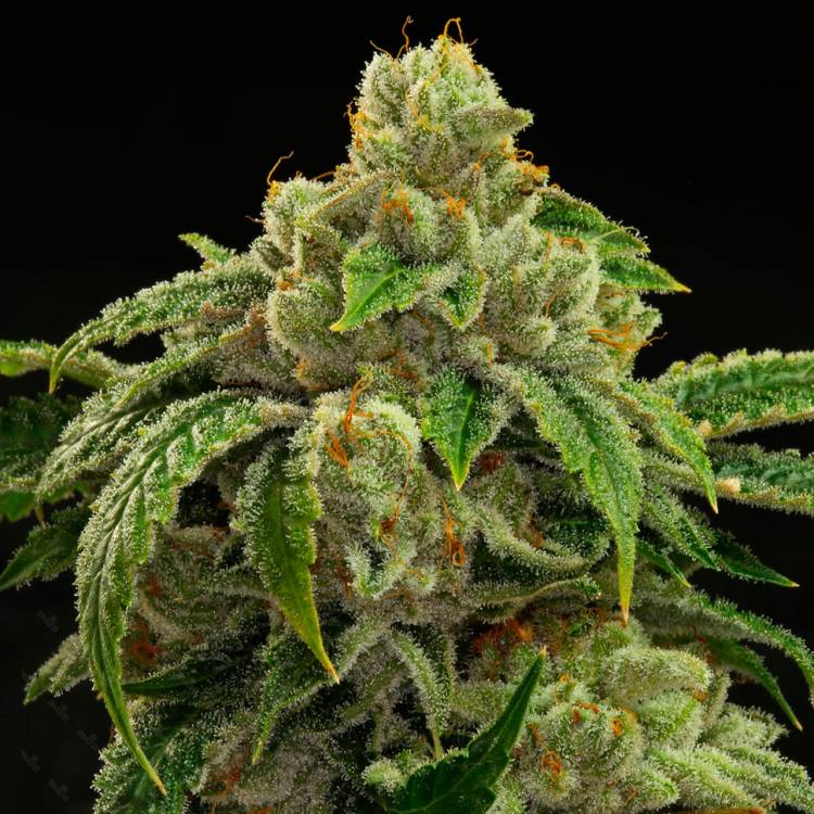 Каннабис тұқымдары Sensi Star feminised Ganja Seeds