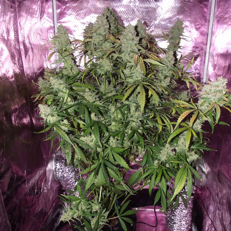 Auto The Ultimate feminised Ganja Seeds