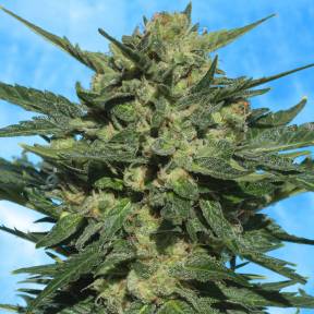 Auto White Russian feminised Ganja Seeds