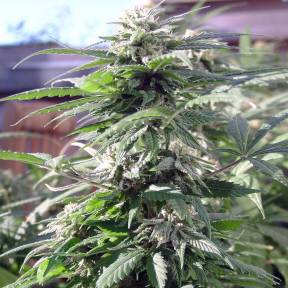 Тұқымдар тұқымдары Sensi Skunk feminised Ganja Seeds