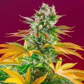 Марихуана тұқымдары Gorilla Girl feminised Ganja Seeds