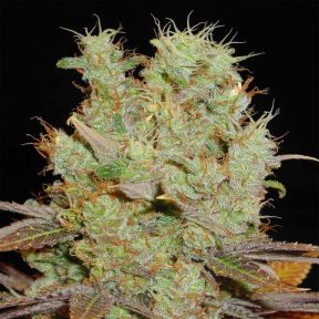 Тұқымдар тұқымдары Somango feminised Ganja Seeds