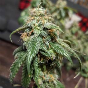 Каннабис тұқымдары Gorilla Glue feminised Ganja Seeds