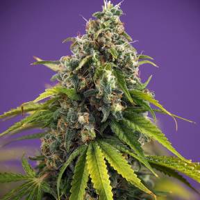 Каннабис тұқымдары Black Domina x White Russian feminised Ganja Seeds