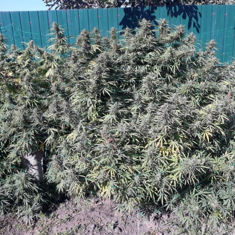 Тұқымдар Sugar Black Rose (DS27) feminised Ganja Seeds