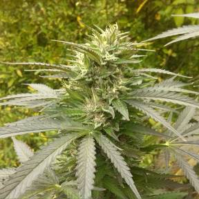 Марихуана тұқымдары Power Plant feminised Ganja Seeds