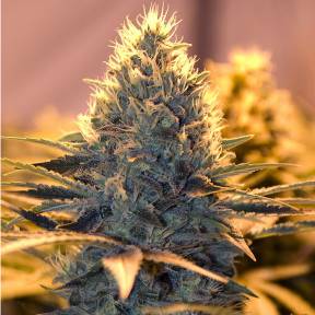 Тұқымдар тұқымдары White Lavender feminised Ganja Seeds