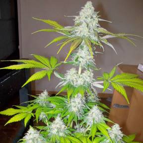 Auto Amnesia feminised Ganja Seeds