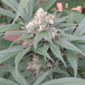 Каннабис тұқымдары Skunk #11 feminised Ganja Seeds
