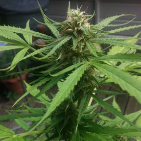 Auto Vertigo regular Ganja Seeds