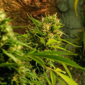 Тұқымдар Jack Herer regular Ganja Seeds