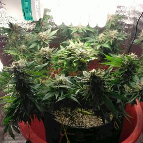 Тұқымдар тұқымдары Auto Betty Boo feminised Ganja Seeds