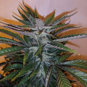Тұқымдар White russian x White widow (Russian Widow) regular Ganja Seeds