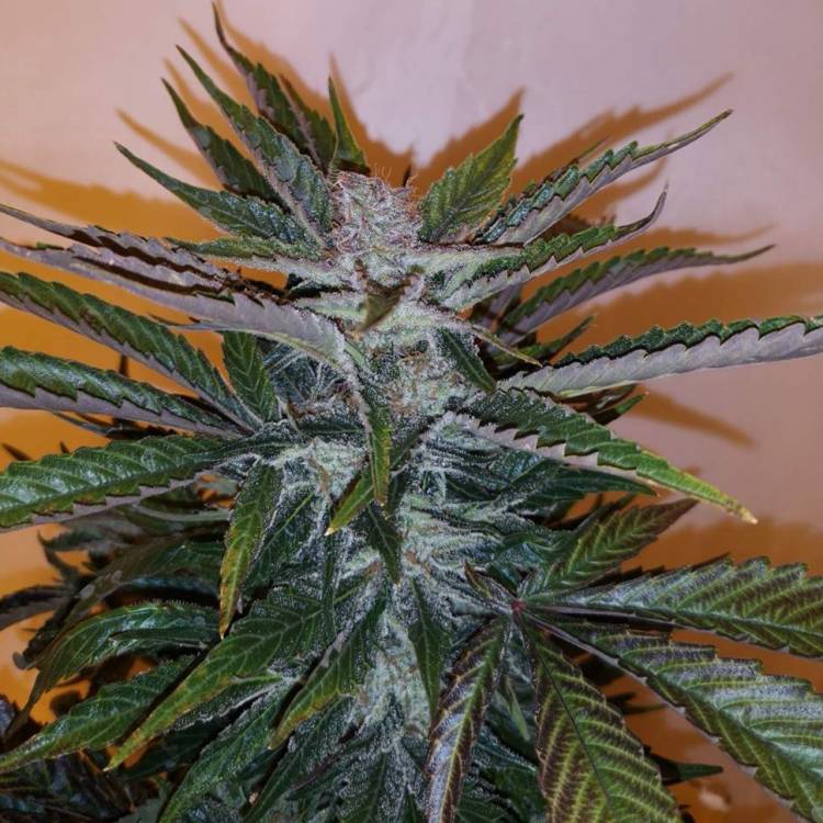 Тұқымдар White russian x White widow (Russian Widow) regular Ganja Seeds