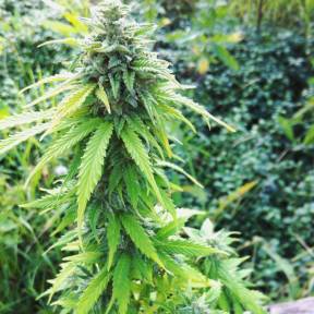Каннабис тұқымдары Auto Big Bang feminised Ganja Seeds