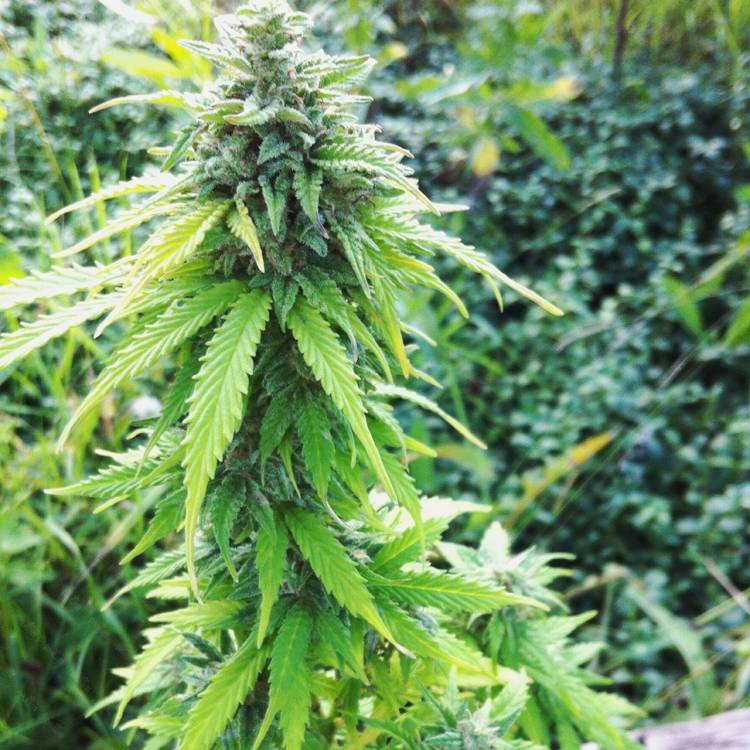 Каннабис тұқымдары Auto Big Bang feminised Ganja Seeds