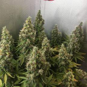 Каннабис тұқымдары New York Diesel feminised Ganja Seeds