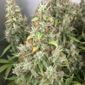 Марихуана тұқымдары New York Diesel regular Ganja Seeds