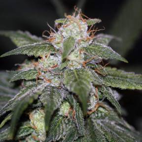 Auto Blue Cheese feminised Ganja Seeds