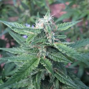 Auto Haze feminised Ganja Seeds