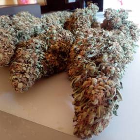 Тұқымдар Black Domina feminised Ganja Seeds