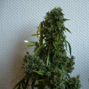 Каннабис тұқымдары Kali Mist regular Ganja Seeds