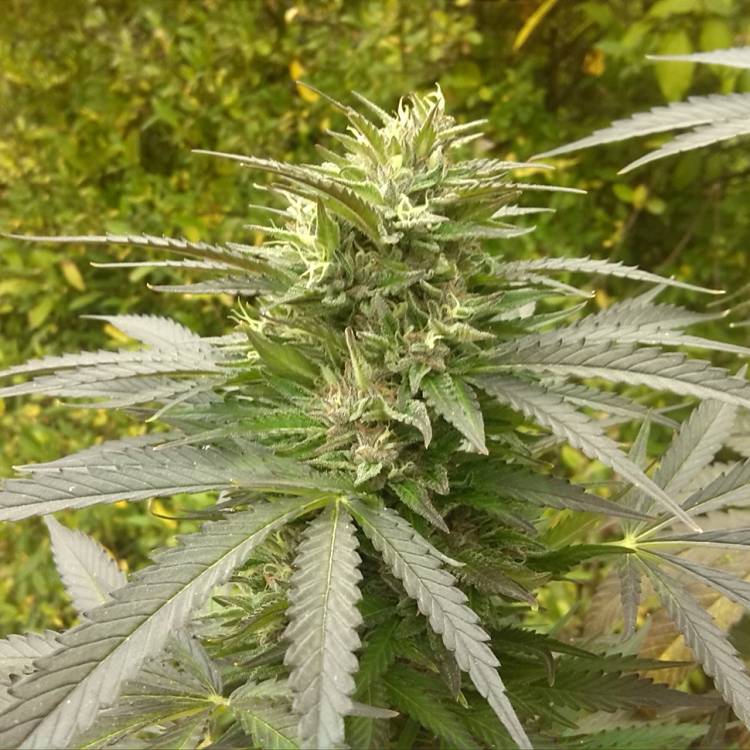 Тұқымдар Power Plant regular Ganja Seeds
