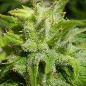 Каннабис тұқымдары Euforia regular Ganja Seeds