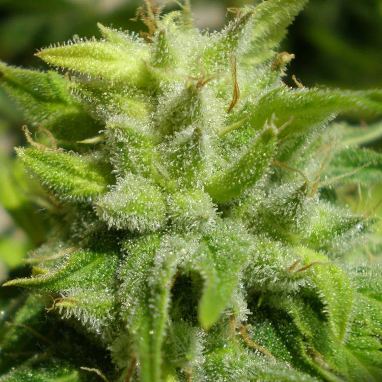Каннабис тұқымдары Euforia regular Ganja Seeds