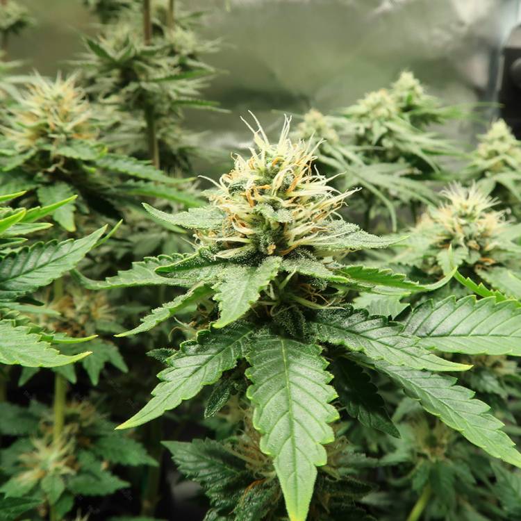 Тұқымдар AK-47 х Lowryder (Aklow) regular Ganja Seeds